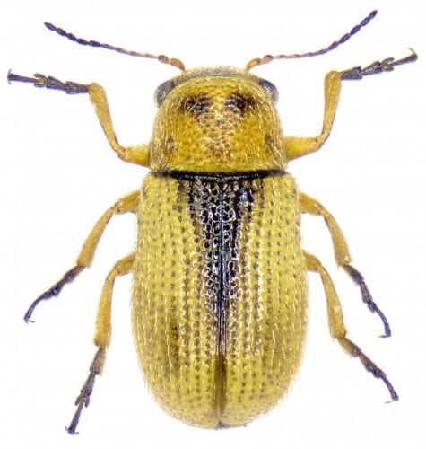 Réf. 222 312 : Stylosomus tamarisci